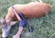 Un bărbat şi o femeie din Topliţa, reţinuţi pentru că au vânat ilegal un cerb. Animalul mort şi puşca au fost găsite în maşină