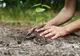 300 de hectare de pădure nouă în acest an, în judeţul Harghita