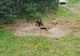 FOTO Jandarmii au salvat un ursuleţ căzut într-un canal