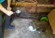 FOTO + VIDEO Pui de urs salvat din apele unui râu, ajuns la centrul de reabilitare de la Bălan