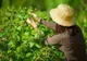 Direcţia Silvică Harghita nu găsește culegători de fructele de pădure şi ciuperci