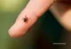 Peste 100 de cazuri de mușcături de căpușe în luna Iunie, la UPU Miercurea Ciuc