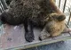 VIDEO+FOTO Ursoaica de la Lacul Sfânta Ana, a fost mutată, şi puii ei au fost luaţi