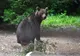 VIDEO Un şofer era să lovească intenţionat o ursoaică, la Belvanyos