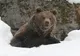 Legistalția privind observatoarele de urși trebuie clarificată pentru că acum doar gestionarii de fonduri de vânătoare pot hrăni animalele