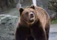 Doi urşi au fost văzuţi la Praid şi la Bălan