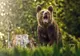 Vânătorii vor să împuşte ursul care a atacat un om la Vidacut
