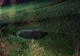 Un alt urs a fost lovit de maşină, la doar 15 kilometri distanţă de accidentul de la Praid