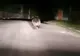 RO-ALERT: Urs în localitatea harghiteană Voșlăbeni