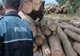Dosare penale și amenzi de peste 140.000 lei în județul Harghita în urma unor controale la agenții forestieri 