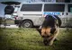 Copilă de 14 ani din Harghita dispărută de acasă, găsită în judeţul Mureş