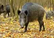 Mistreț cu pestă porcină africană găsit mort în județul Harghita