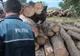 Transport ilicit de material lemnos, depistat de polițiștii harghiteni