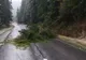 Deszăpezire pe drumurile din Harghita! Un copac a căzut pe DN12A (FOTO)