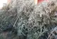 Peste 250 de brăduţi au fost confiscaţi de poliţiştii harghiteni