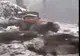 ‼️‼️ REVOLTĂTOR ‼️‼️ Patru pui de urs scoși brutal din bârlog și aruncați prin zăpadă! (VIDEO)