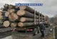 4 transporturi ilicite de material lemnos au fost interceptate de poliţiştii harghiteni