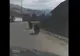 VIDEO Trei urși filmați pe străzile din Cozmeni