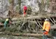 Atenție, șoferi! Se îndepărtează arborii de pe carosabil, în județul Harghita