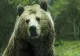 7 apeluri la 112 și tot atâtea intervenții la urs, la sfârșit de săptămână
