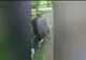 VIDEO Tâlhar prins în timp ce fura telefonul unei fetițe de 11 ani