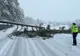 Circulație blocată pe un drum din Harghita din cauza unor copaci căzuți