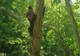 Un pui de urs părăsit de mamă a fost salvat de salvamontişti, în Cheile Vârghişului