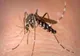 INSP: 43 DE CAZURI DE INFECȚIE CU VIRUSUL WEST NILE, ÎNREGISTRATE DE LA ÎNCEPUTUL LUNII IUNIE