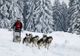 Câinii Husky se întrec la Băile Tuşnad