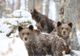 Iubitorii de animale au început să scrie la Ministerul Mediului pentru a nu autoriza împuşcarea ursoaicei care a omorât un om