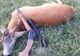 Un bărbat şi o femeie din Topliţa, reţinuţi pentru că au vânat ilegal un cerb. Animalul mort şi puşca au fost găsite în maşină