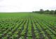 Culturile agricole sunt afectate de deficitul de apă din sol