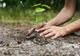 300 de hectare de pădure nouă în acest an, în judeţul Harghita