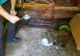 FOTO + VIDEO Pui de urs salvat din apele unui râu, ajuns la centrul de reabilitare de la Bălan