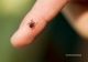 Peste 100 de cazuri de mușcături de căpușe în luna Iunie, la UPU Miercurea Ciuc