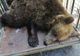 VIDEO+FOTO Ursoaica de la Lacul Sfânta Ana, a fost mutată, şi puii ei au fost luaţi