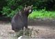 VIDEO Un şofer era să lovească intenţionat o ursoaică, la Belvanyos