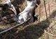 Un cal căzut într-un puț a fost salvat de pompieri, la Toplița