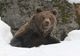 Legistalția privind observatoarele de urși trebuie clarificată pentru că acum doar gestionarii de fonduri de vânătoare pot hrăni animalele