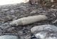 Primele două misiuni pirotehnice din acest an: două grenade defensive şi un proiectil de calibrul 100 mm din Primul Război Mondial, găsite la Lunca de Jos