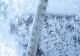 Val de aer polar în România, de Florii